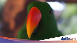 Gambar flora dan fauna timur. Flora Dan Fauna Khas Indonesia Bagian Timur Kamu Tahu Nggak Ya