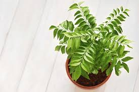 Its height ranges between 6 to 15 feet and its width ranges between 4 to 12 feet. A Guide To Growing Curry And Why This Ancient Herb Is What Your Garden Is Missing