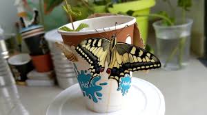 Check spelling or type a new query. Swallowtail Butterfly Emerging From Chrysalis Youtube