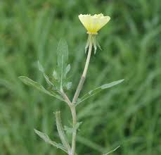 Image result for Nectaropetalum