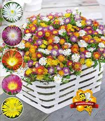 Winterharte Eisblumen Farbmix Top Qualitat Baldur Garten Stauden Pflanzen Winterhart