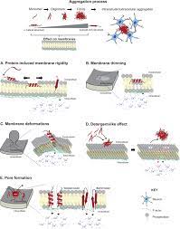 They are generally about 80% of the plant cell's interior space. Plasma Membrane Integrity In Health And Disease Significance And Therapeutic Potential Cell Discovery