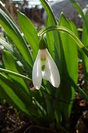 Snowdrop Flower Extract Best Flower Wallpaper