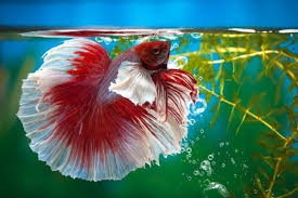 How Can I Play With My Betta Fish?