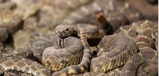 Mais seules 200 d'entre elles peuvent être dangereuses pour l'homme. L Attaque D Un Serpent Vraiment Plus Rapide Qu Un Clin D Oeil Sciences Et Avenir
