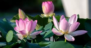 Image result for Lotus