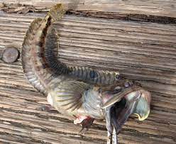 This disambiguation page lists articles associated with the title fringehead. Sarcastic Fringehead Wikipedia