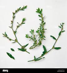 Image result for Polygonum aviculare