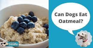 The benefits of feeding oatmeal to dogs. Can Dogs Eat Oatmeal Is Oatmeal Good For Dogs