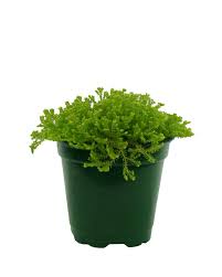 Image result for Selaginella kraussiana