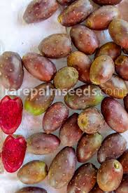 Learn vocabulary, terms and more with flashcards, games and other study tools. Opuntia Ficus Indica Purple Fruit Indian Fig Cactus Buy Seeds At Rarepalmseeds Com
