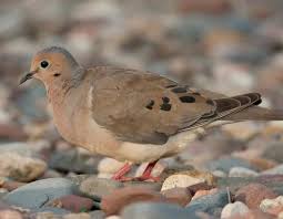 Maybe you would like to learn more about one of these? Mourning Dove Missouri Department Of Conservation