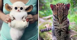 Cute baby animals set collection. 16 Baby Animals So Adorably Cute They Ll Make Your Heart Happy