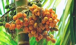 It contains arecoline, a stimulating alkaloid. Seeds Village Malabar Supari Arecanut Areca Palm Betel Nut Palm Seeds 5 Hand Picked Fresh Seeds For Growing Amazon In Garden Outdoors