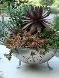 Picasa Web Albums Richard W Sedums Semp Garten Ideen Pflanzen Garten
