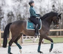 Equestrian Stockholm Amazonite Cute Horses Beautiful Horses Equestrian