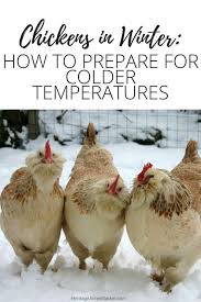 Great Tips For Winter Chicken Care Raisingchickensforeggs Chickens In The Winter Urban Chicken Farming Raising Chickens