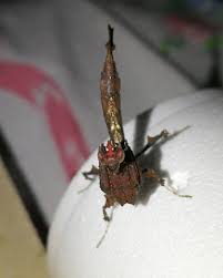 Image result for Heteromorpha stenophylla