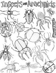 In coloringcrew.com find hundreds of coloring pages of insects and online coloring pages for free. Insect Or Arachnid Coloring Page Worksheet Pdf Print Distance Learning