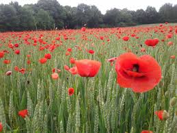 Champ De Coquelicots En France Seine Et Marne Coquelicots Jardins Fleurs