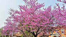 Bring color and drama to your garden with this eastern native. Cercis Canadensis Wikipedia