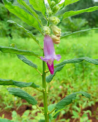 Image result for Sesamum radiatum