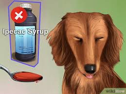 Ipecac is still being made, and can be found if you know where to look. Erbrechen Bei Einem Hund Herbeifuhren 15 Schritte Mit Bildern Wikihow