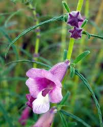 Image result for Sesamum angolense