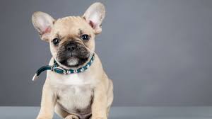 French bulldogs are fairly quiet and rarely bark, although they sometimes 'talk' with yowls and do make a variety of snorts, wheezes and grunts. 11 Facts About French Bulldogs Mental Floss