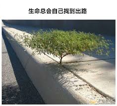 绝处逢生必须“本色”面对  山水花林啓唔人生