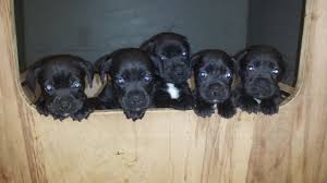 Boxador Boxer Lab Mix Info Temperament Training Puppies