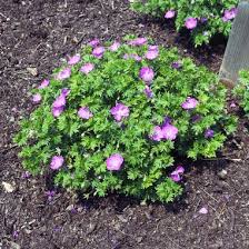 Image result for Geranium sanguineum Max Frei