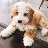 It is the cross of bernese mountain dog and standard poodle. Bernedoodle Bernese Mountain Dog Poodle Mix