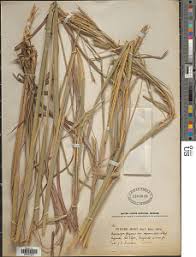 Image result for Andropogon gayanus