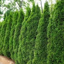17 fast growing privacy bushes to deal with nosy neighbors. Privacy Bushes Outdoor Plants The Home Depot