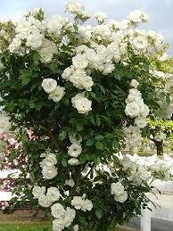 Oderings Garden Centre Climbing Rose Iceberg White Climbing Roses Climbing Roses White Flowers Garden