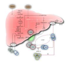 Nonalcoholic Fatty Liver Disease Focus On Lipoprotein And Lipid Deregulation