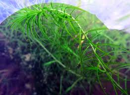 Image result for Lagarosiphon ilicifolius