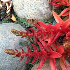 Image result for Crassula capitella