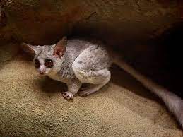 | find, read and cite all the research you need on researchgate. My Dream Pet A Mohol Bushbaby Cute Little Animals Rare Animals Bush Babies
