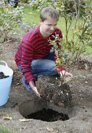 Heidelbeeren Richtig Pflanzen Heidelbeeren Pflanzen Pflanzen Blaubeeren Pflanzen