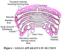 Maybe you would like to learn more about one of these? What Is The Structure And Function Of The Golgi Apparatus A Plus Topper