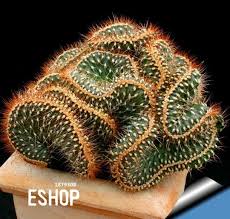 Al sembrarse el esqueje o la semilla, es mejor que la tierra esté húmeda. Aliexpress Com Comprar Gran Venta Suculentas Semillas Echinopsis Tubiflora Rare Cactus Flor Acerca De 10 Unids Semillas De Cactus Cactus Planta Suculentas