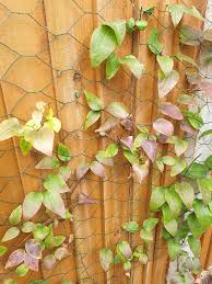 Organic methods of applying compost around the roots give really good results but you can also add organic matter to the soil with a quick. Clematis Leaves Turning Purple Gardening Landscaping Stack Exchange