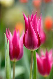 Tulips Flower Photos Tulip Flower Pictures Tulip Flower Photos Tulips