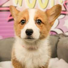 Corgi Baby Cute Corgi Puppy Cute Teacup Puppies Puppies