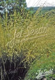 Image result for Poa binata