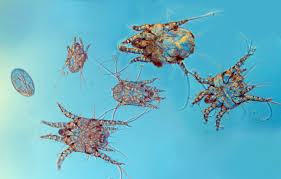 Image result for what do otodectes cynotis look like in dog fur