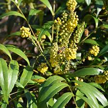 Bright yellow flowers atop slender foliage appear in early winter, followed by blue berries in winter. Soft Caress Mahonia Mahonia Eurybracteata Soft Caress In Richmond Fairfax Loudoun Prince William Fredericks Virginia Va At Meadows Farms Nurseries