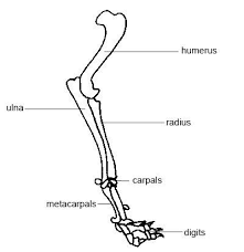 A guide to cat bone structure, including the cat skull and tail bones, and a cat skeleton diagram. Fracture Of Thoracic Limb In Dogs And Cats